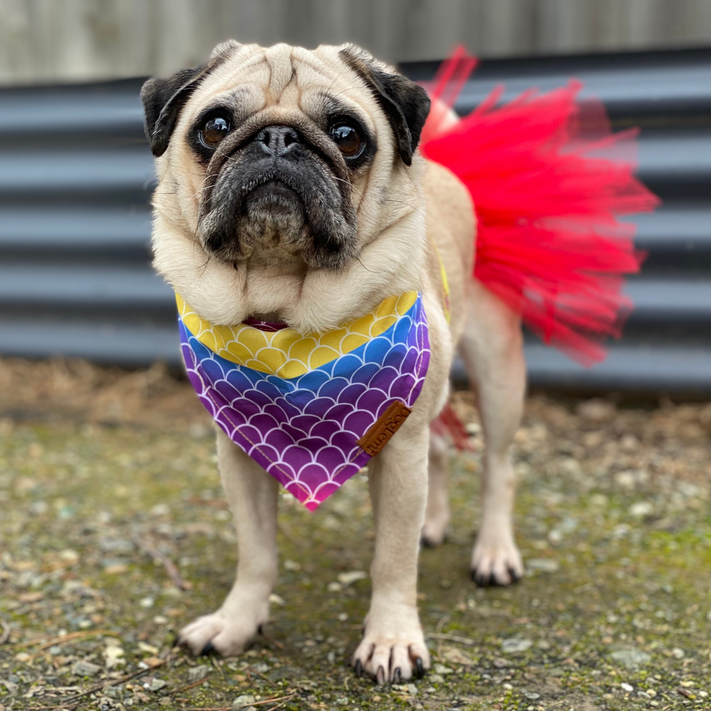 Pug Parties Pug Lovin Outfits and Costumes