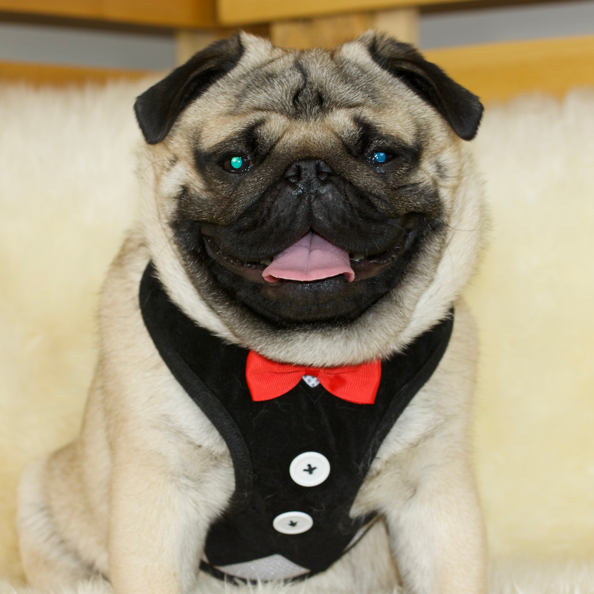 Cute harnesses for hot sale pugs