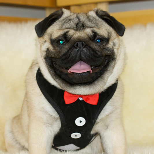 Tuxedo Pug Harness with Lead