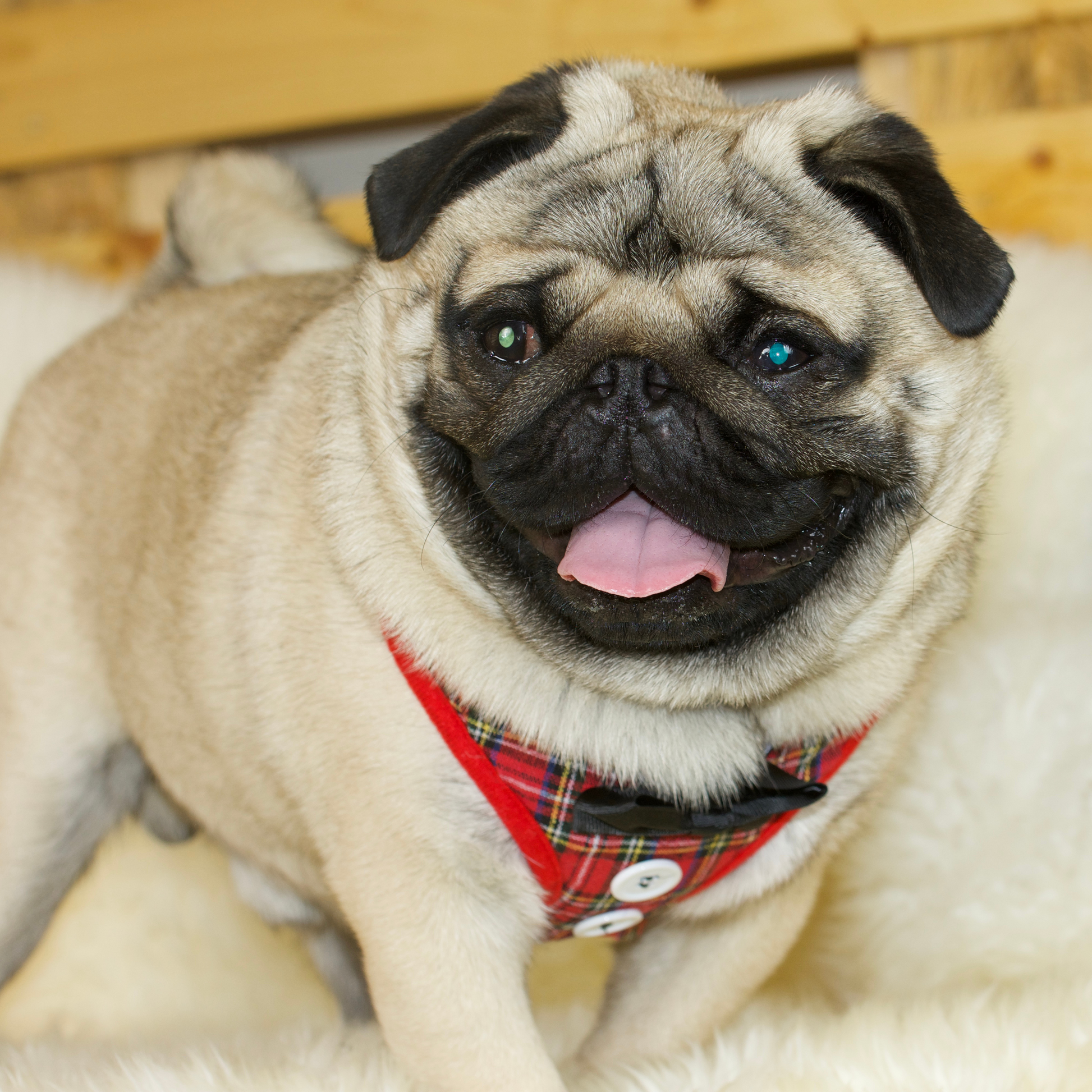 Pug collars and harnesses 2025