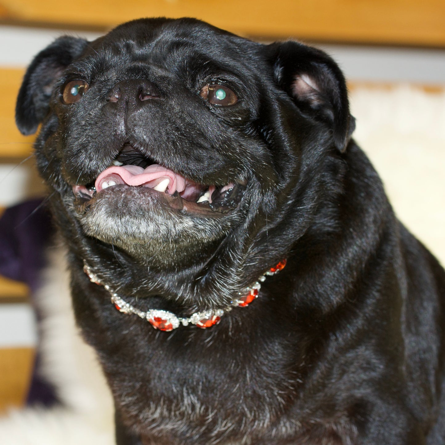 A black female pug wearing a Red Satellite Rhinestone Jewelled Necklace