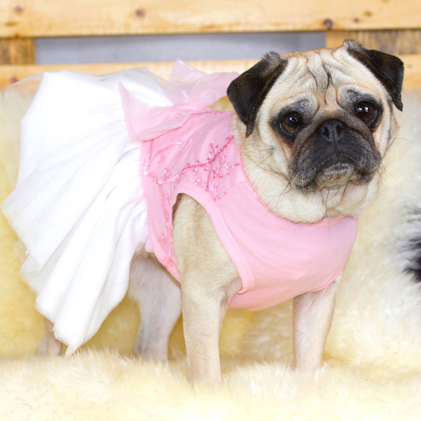 Fawn pug wearing a soft pink cotton bodice with a fine embroidered mesh overlay, with pretty multi-layered white tulle skirt and pink tulle bowtie at the waist