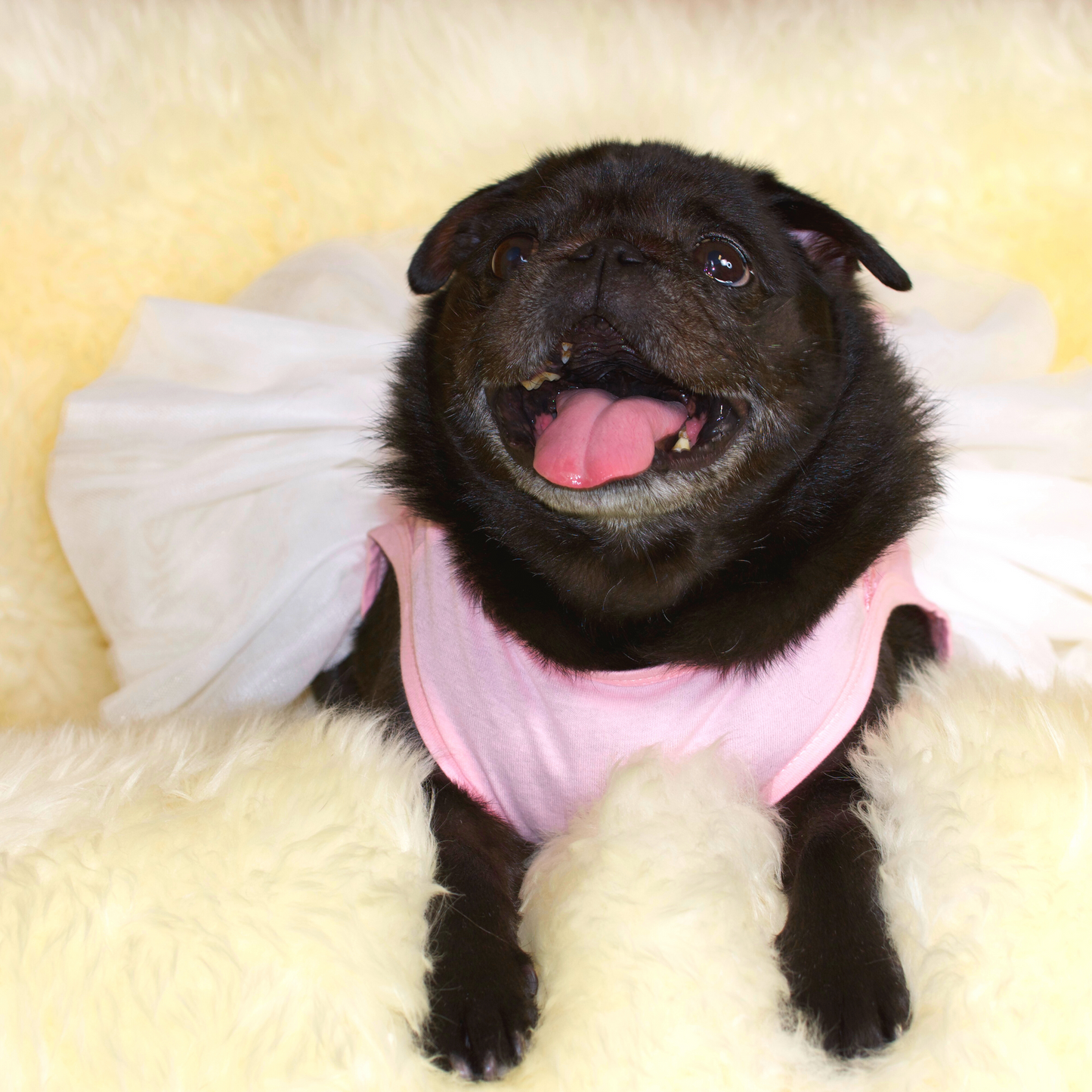 Black Pug wearing a soft pink cotton bodice with a fine embroidered mesh overlay, with pretty multi-layered white tulle skirt and pink tulle bowtie at the waist