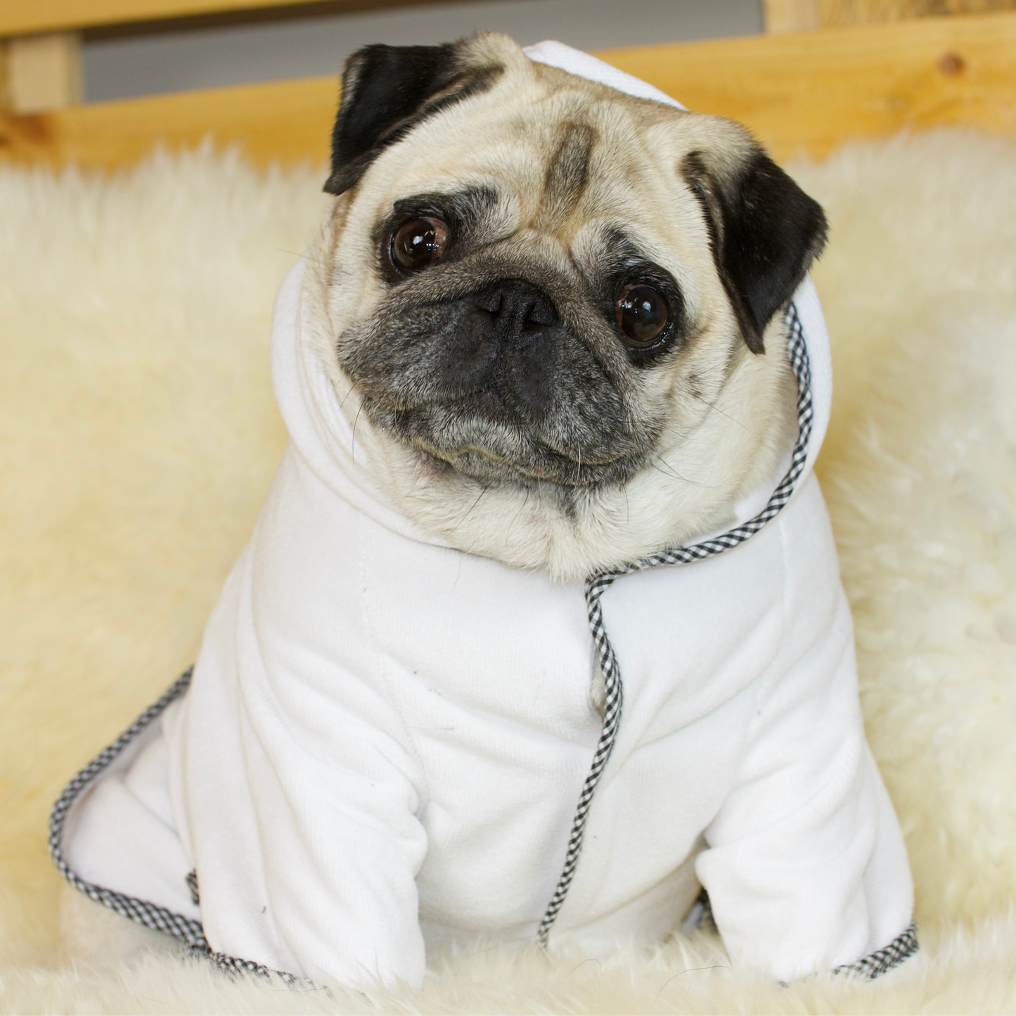 Pug dog winter sales clothes