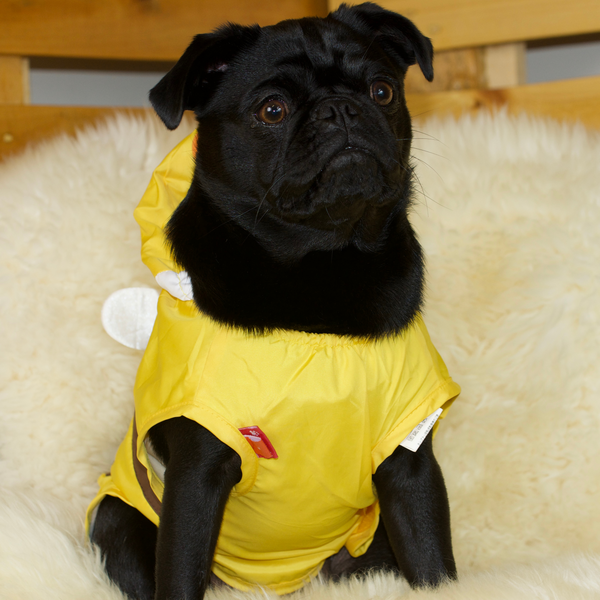 Pug in a sales raincoat