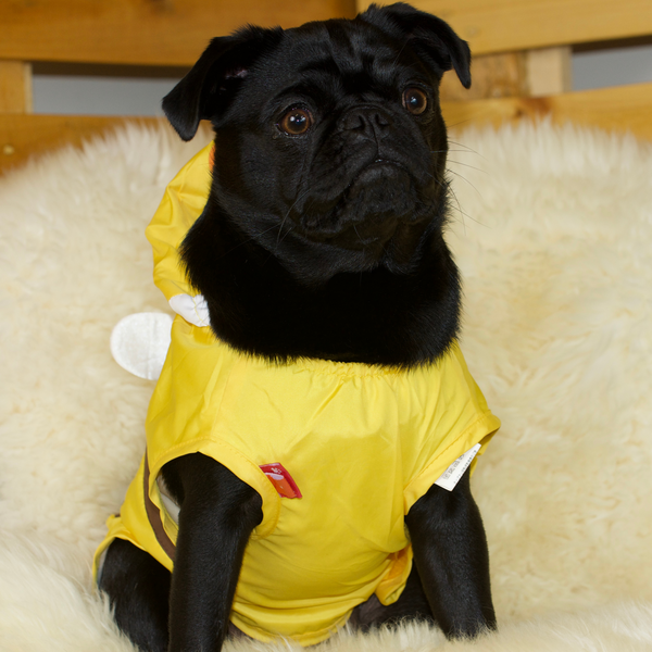 Pug in top a raincoat