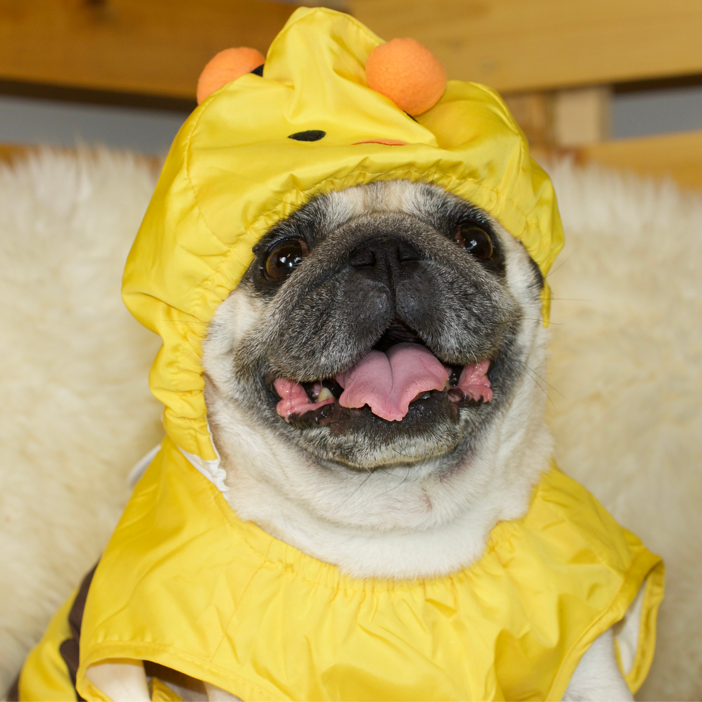A fawn female Pug wearing a polyester Bumblebee Pug Raincoat with the hood over her head 