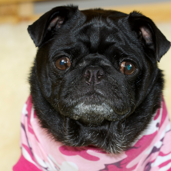 A black female pug wearing a pink camouflage PJ onesie
