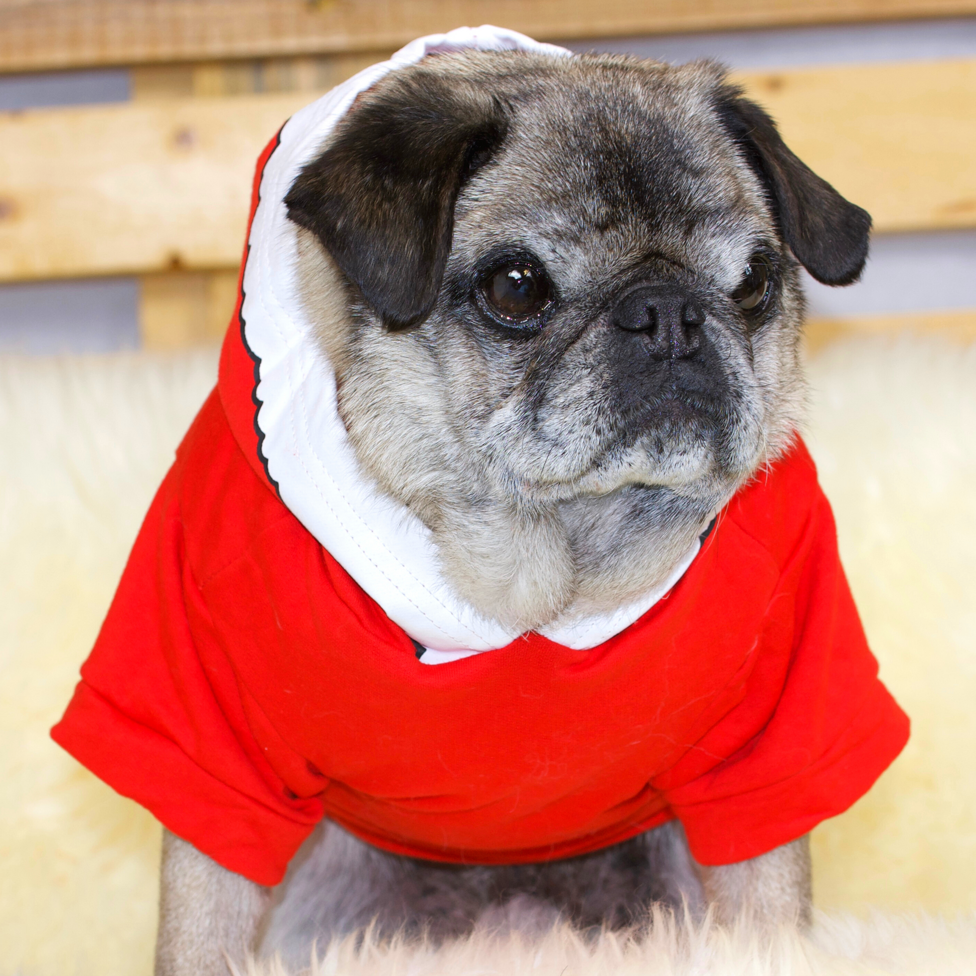 Fawn Pug wearing a soft cotton red hoodie with double stitched arm and waist bands, with a Santa suit screen printed motif
