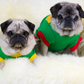 Two fawns pugs in soft cotton t-shirt with ribbing collar, arm and waist bands with Green elf and candy cane screen printed motif