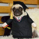 A female fawn pug wearing a polyester and cotton Graduate Costume