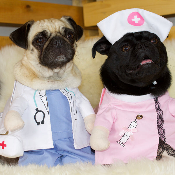 a female fawn pug wearing a polyester and cotton Doctor Costume and a a female black pug wearing a polyester and cotton Nurse Costume
