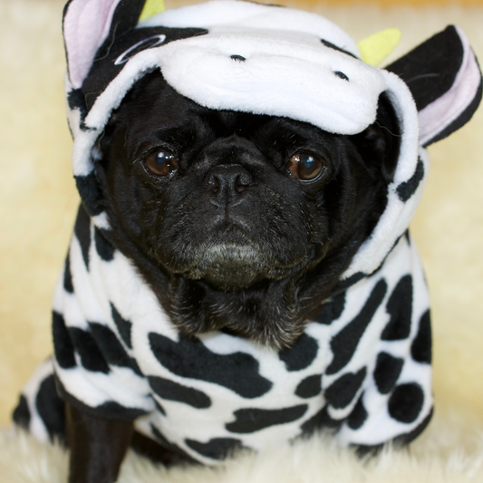 A black female pug wearing a cow PJ onesie 