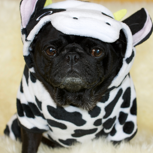 Pug pajamas for pugs hotsell