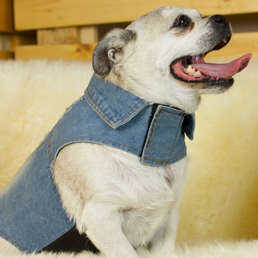A fawn Jug wearing a Denim Pug Vest