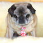 A fawn Pug wearing a Strawberry print necktie