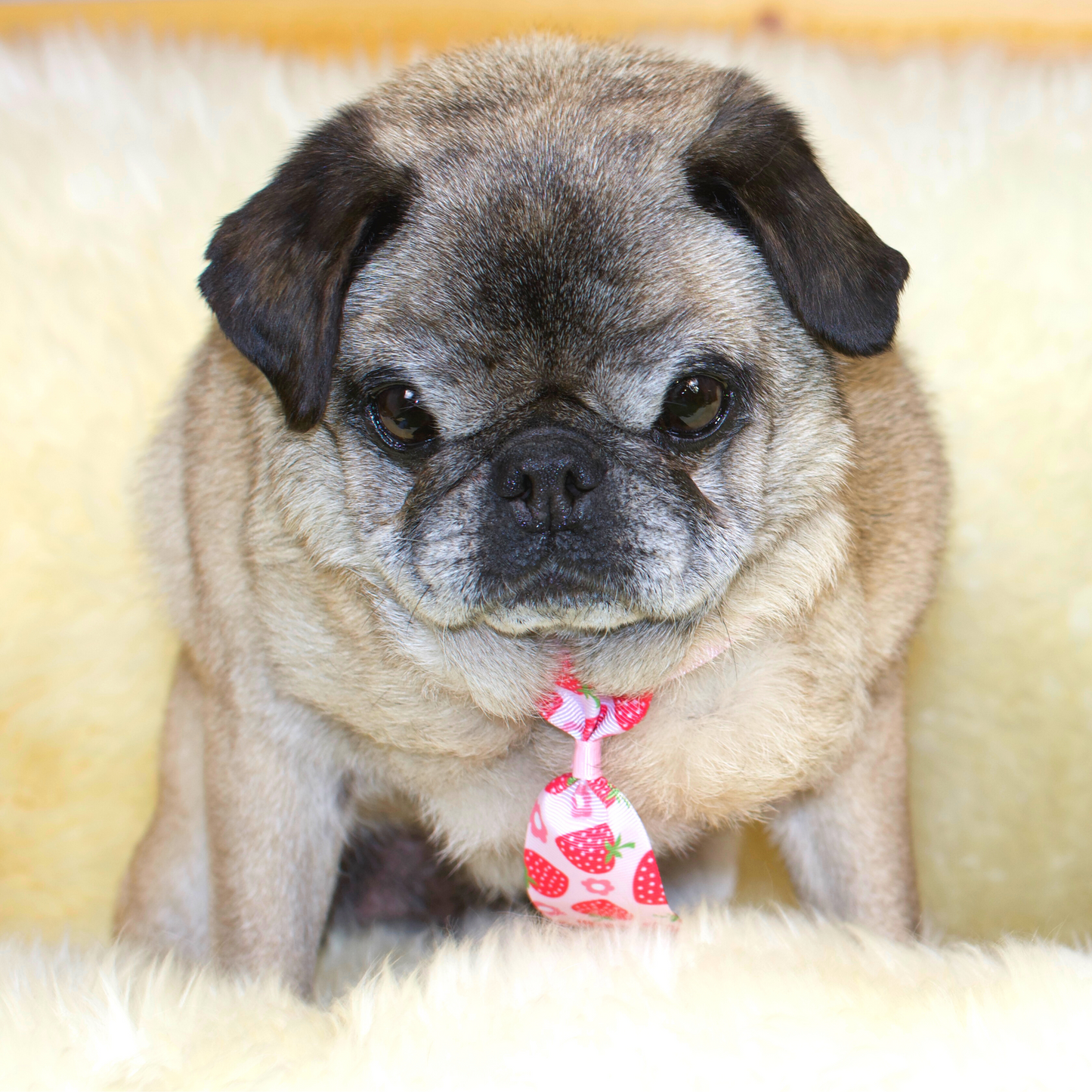 A fawn Pug wearing a Strawberry print necktie