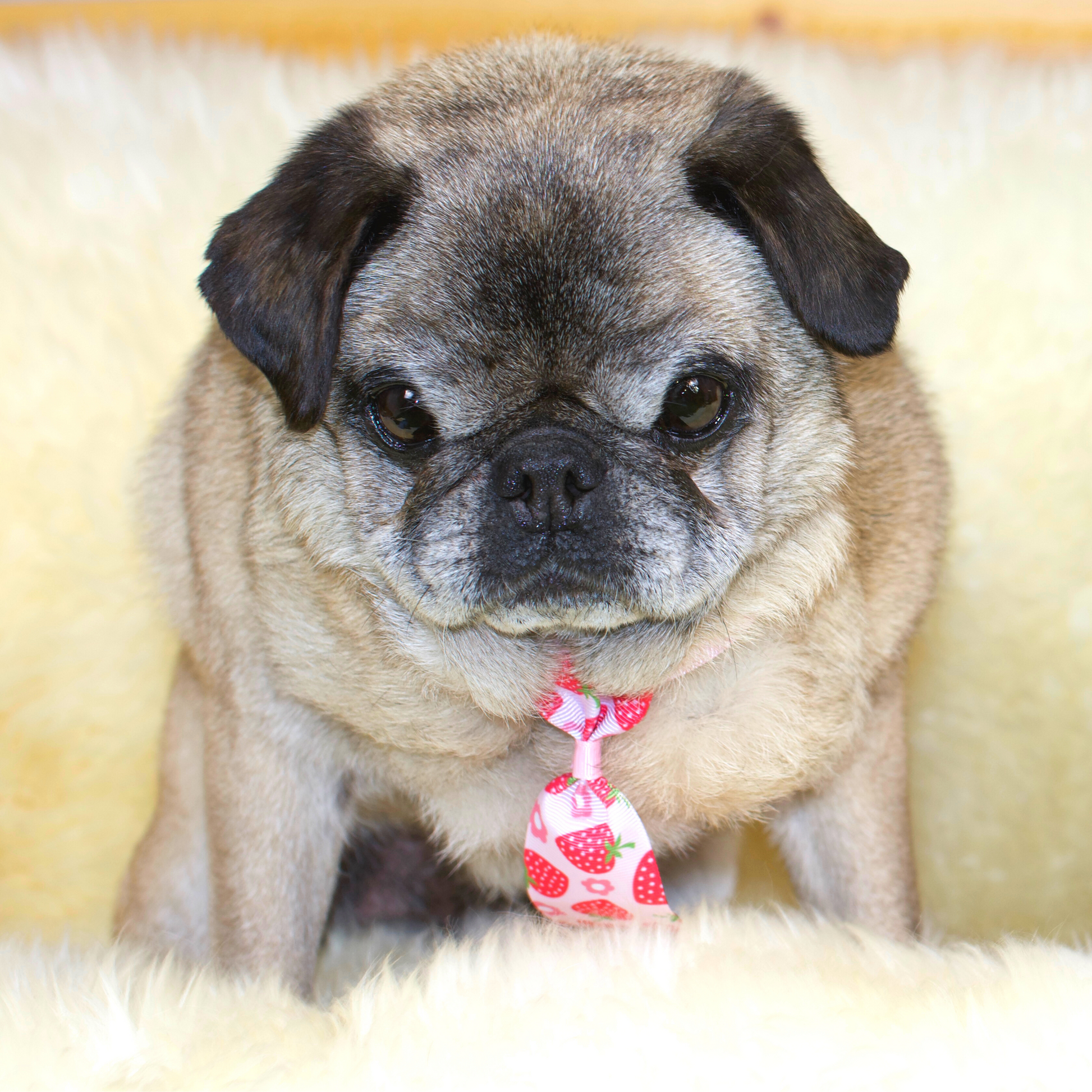 Pug necktie best sale