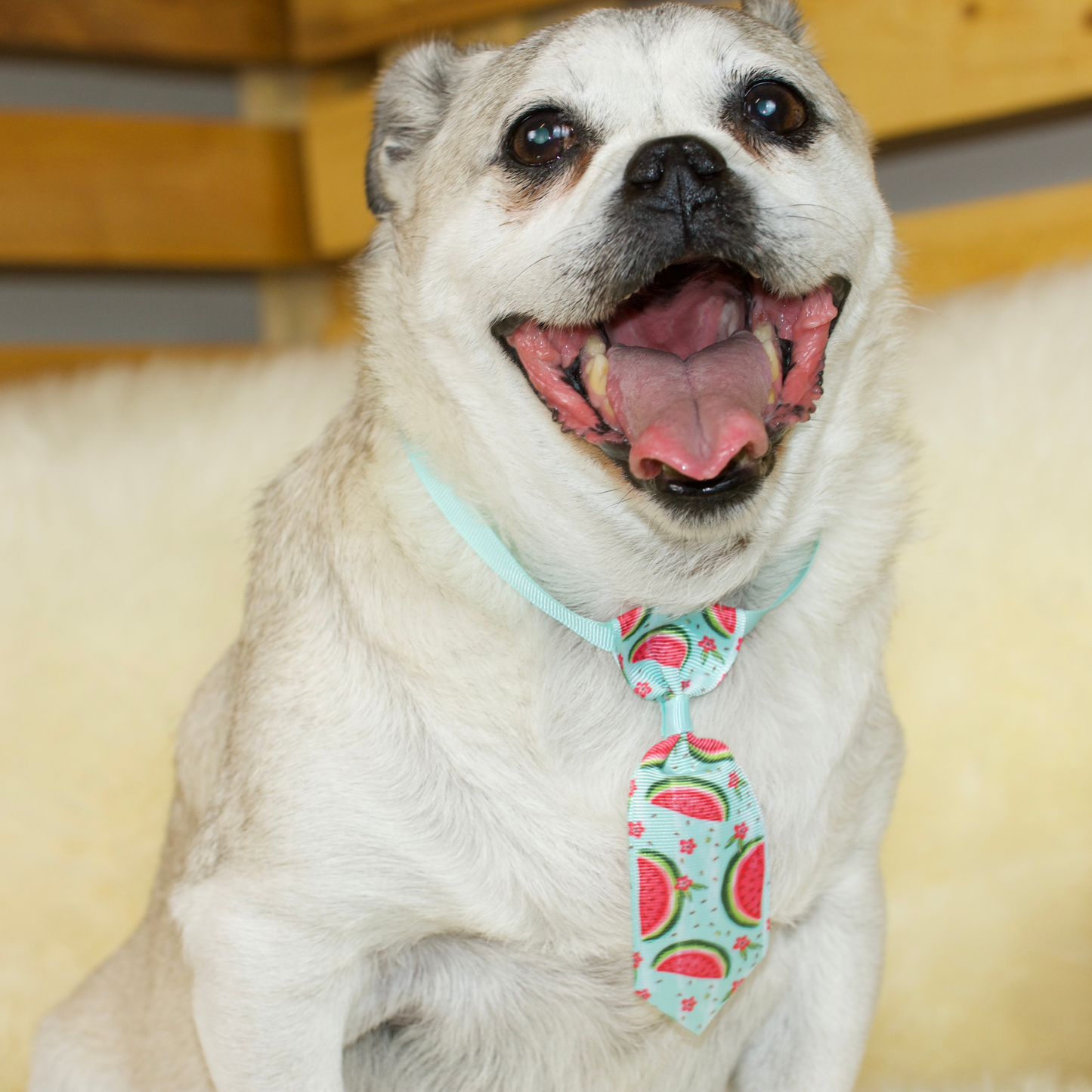 A fawn Jug wearing a watermelon print necktie