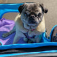A fawn male pug wearing a retro print collar and a geometric print harness sitting in a blue puggie stroller looking into the camera enjoying the sun on his head and back