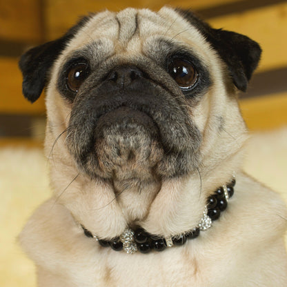 A fawn female pug wearing a Black Pearl and Rhinestone Pug Collar