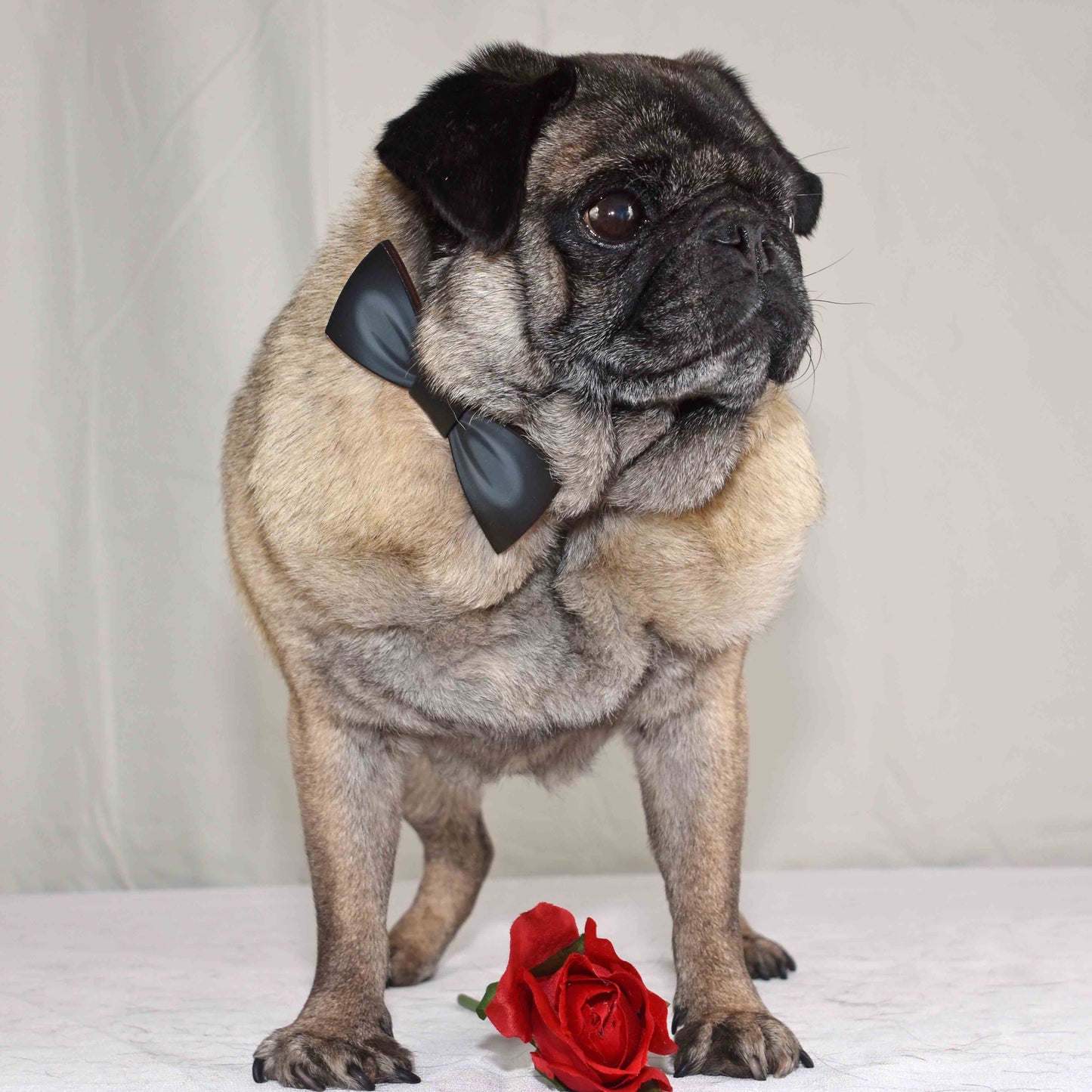 Pop Culture Bamboo Pug Bowtie