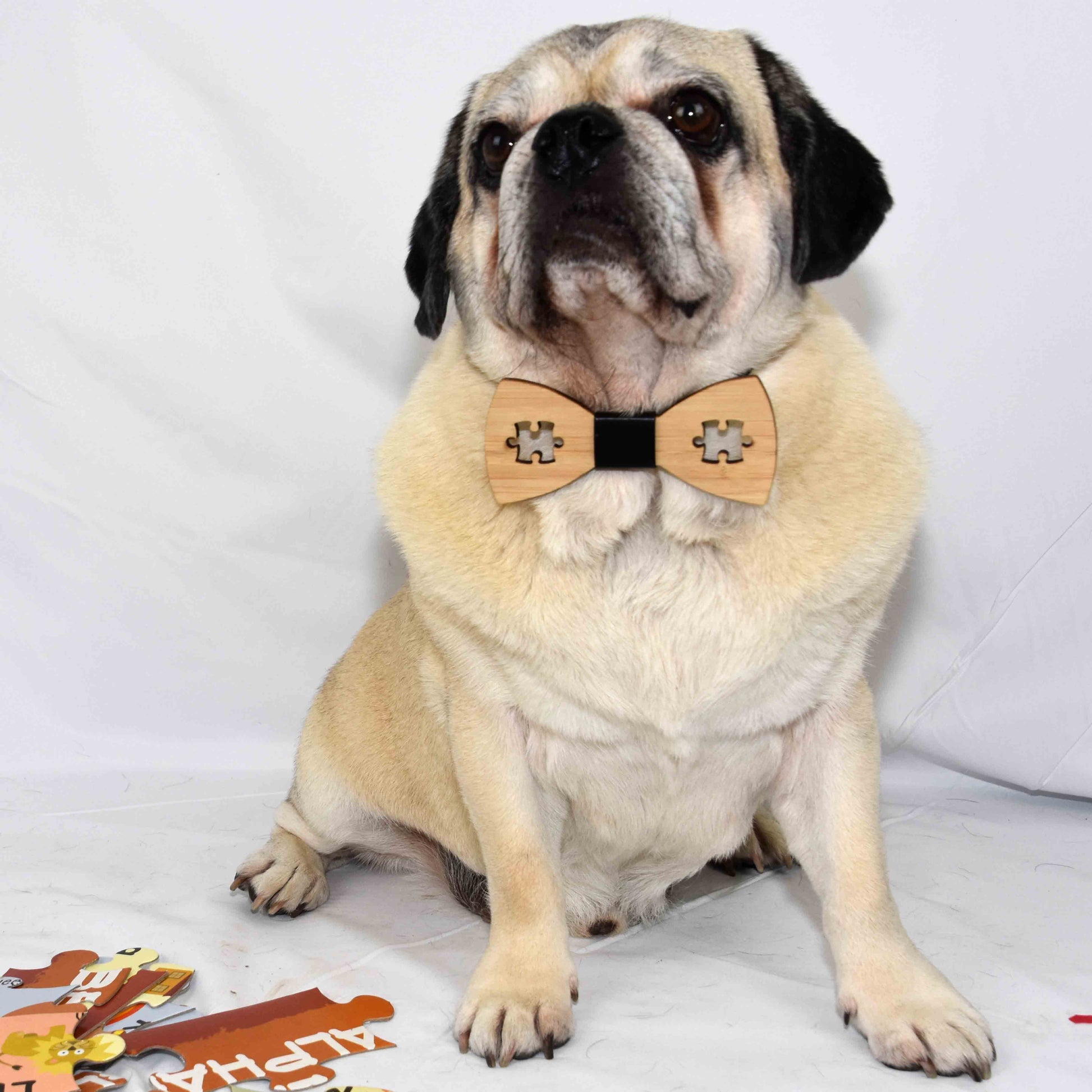 a male fawn pugalier wearing a Puzzle Piece Cut Bamboo Bowtie