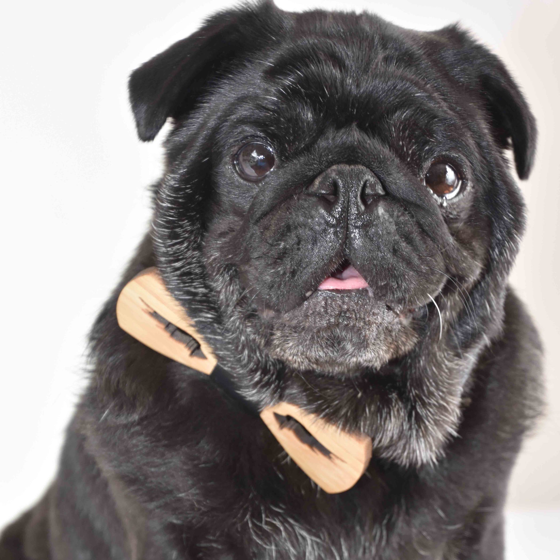 a male black pug wearing a angle wing cut bamboo bowtie