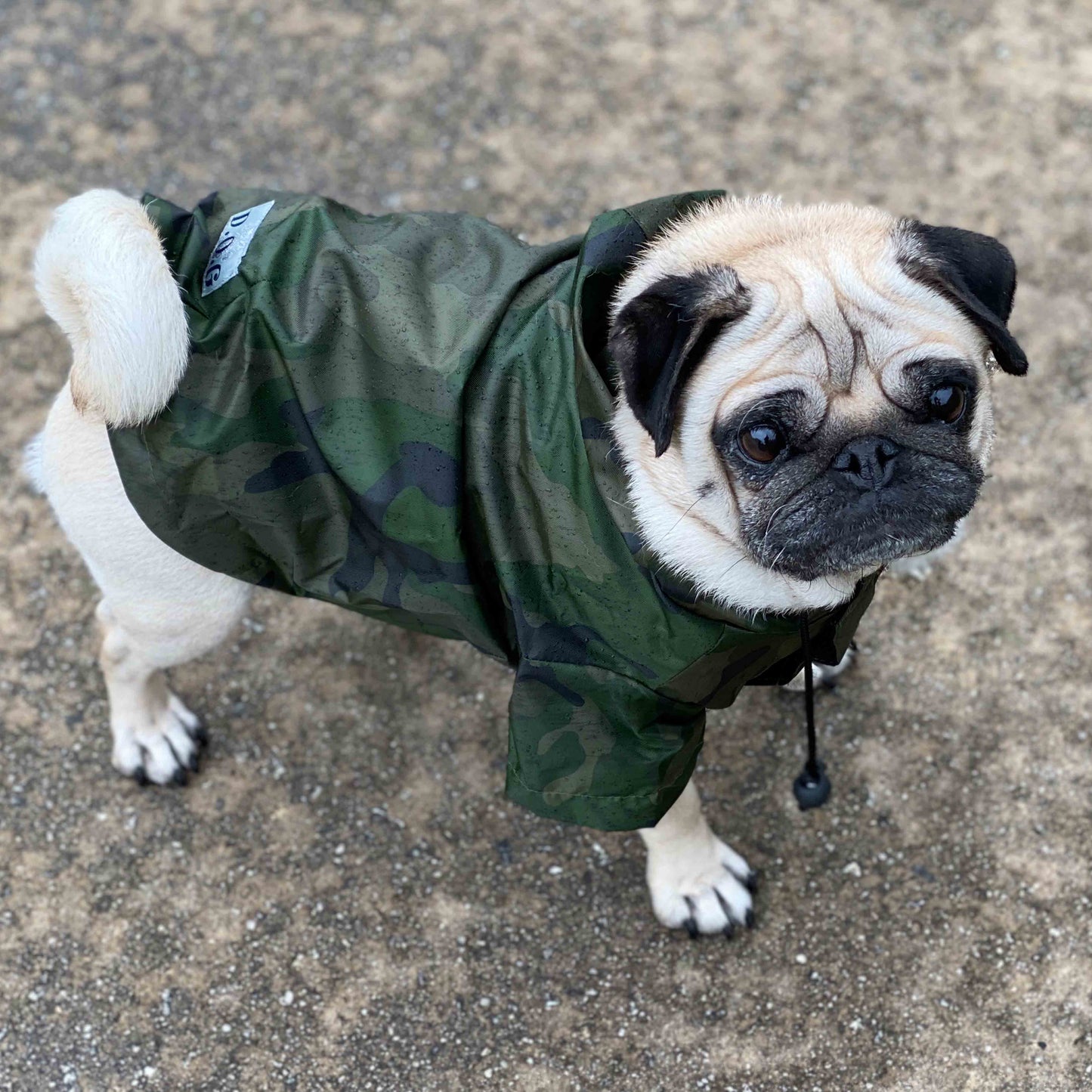 A fawn female pug is wearing a Green Camouflage Dog Raincoat