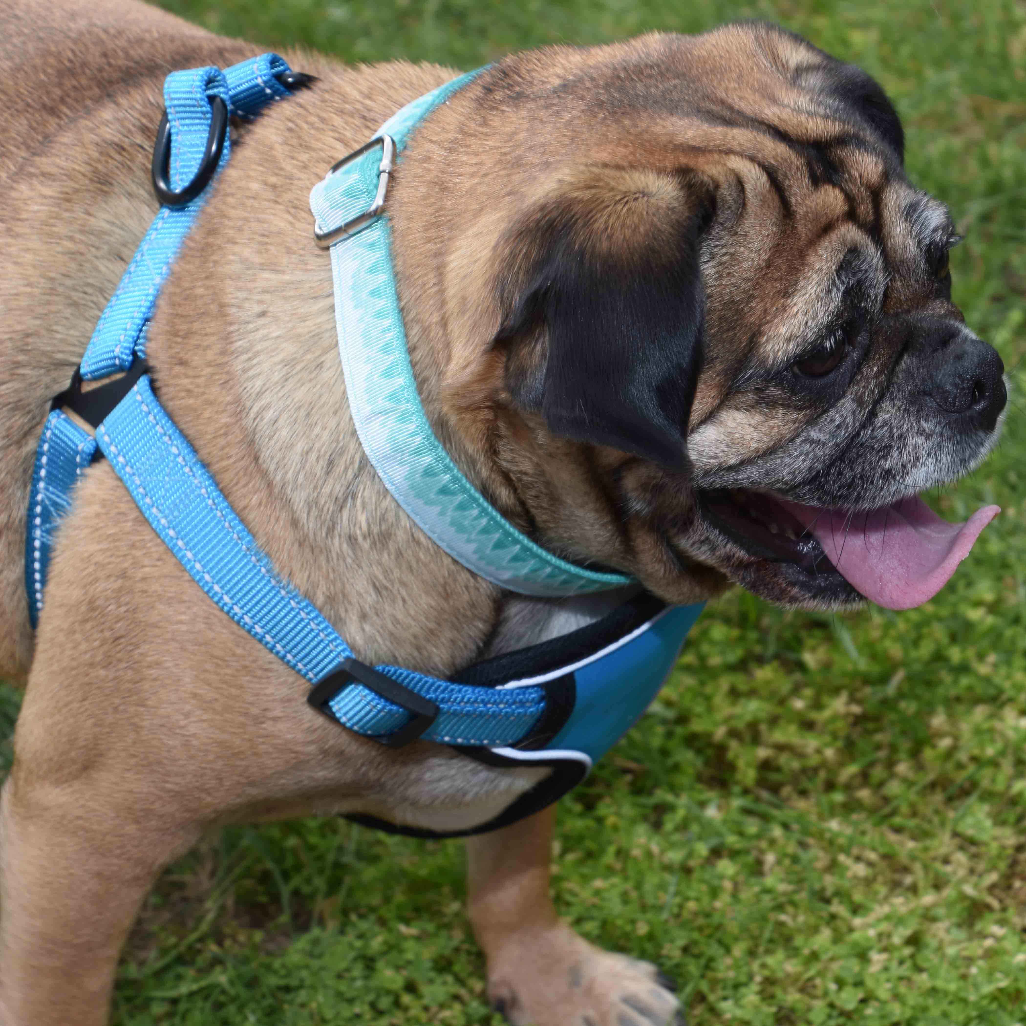 Pug harness outlet and lead