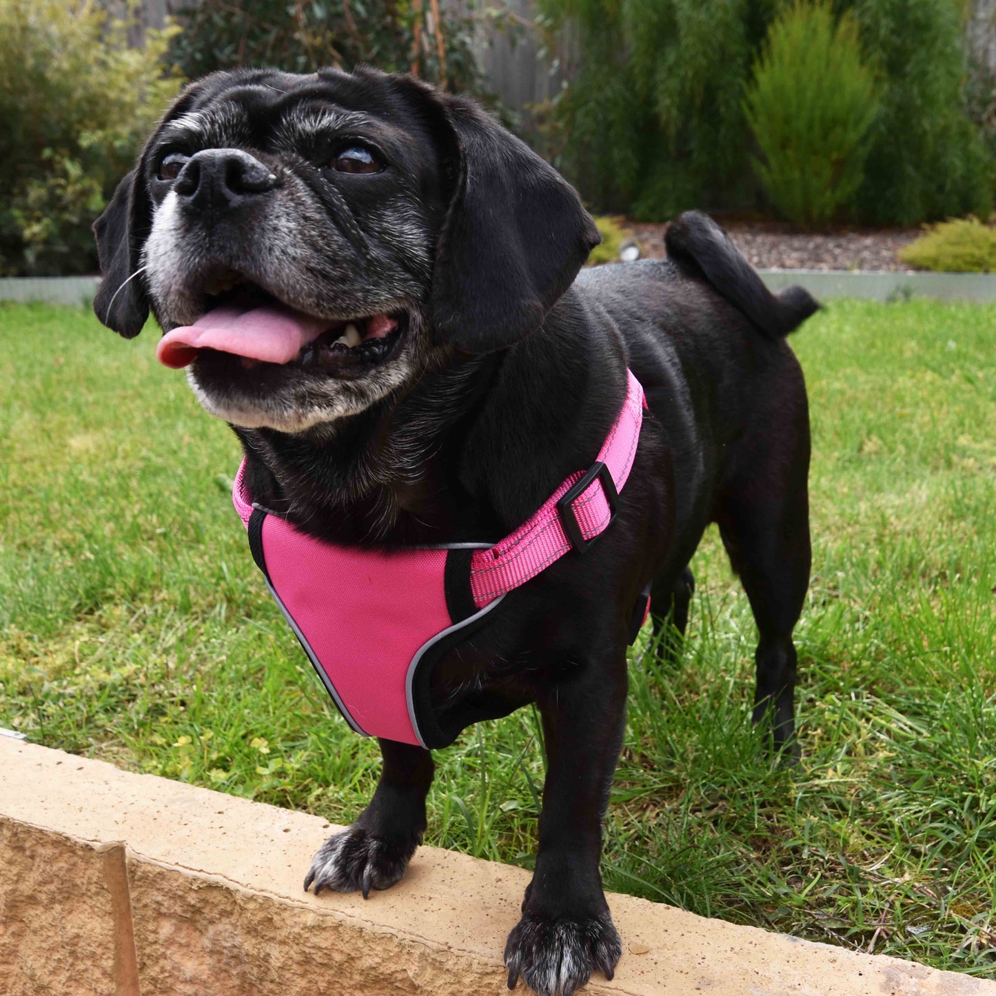 A blue pug wearing a Pink choke free harness