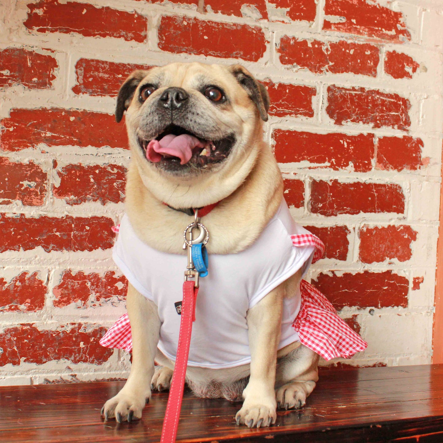 A fawn female pug is wearing a Red Gingham Dress