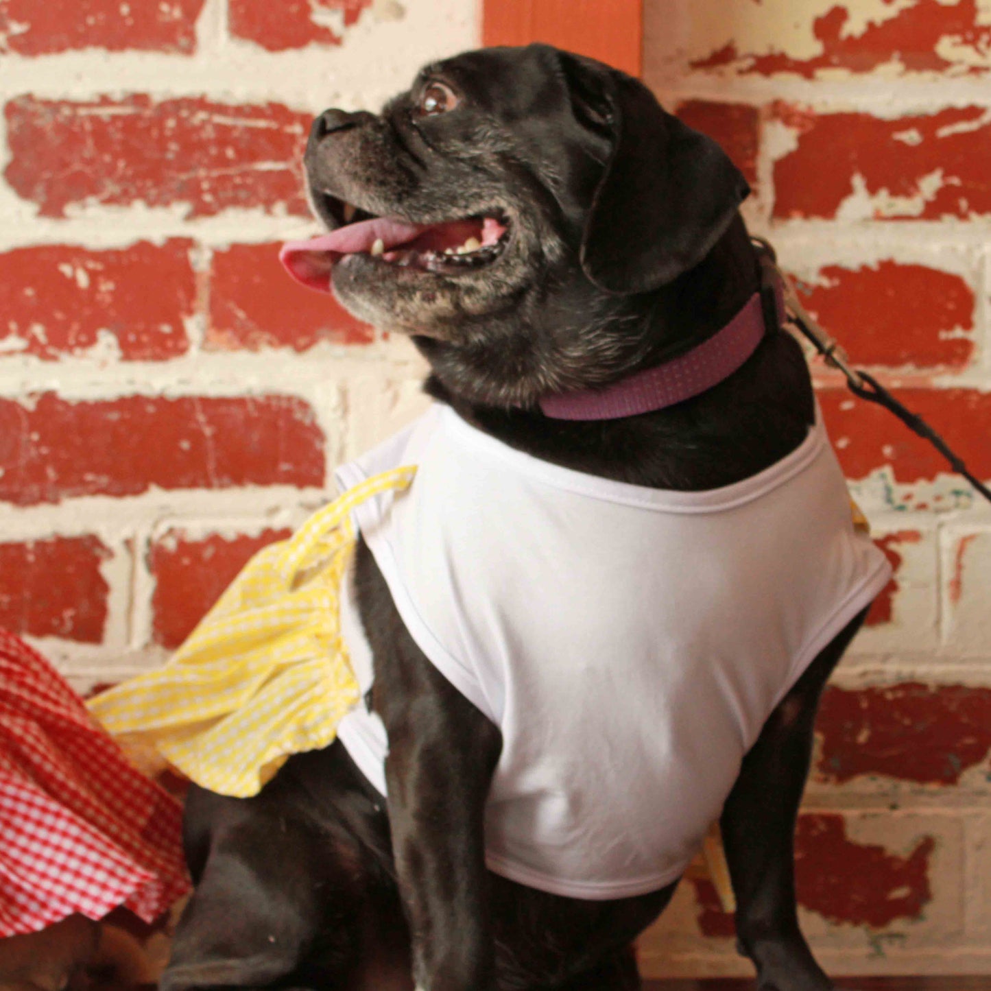 A black female pug is wearing a Yellow Gingham Dress