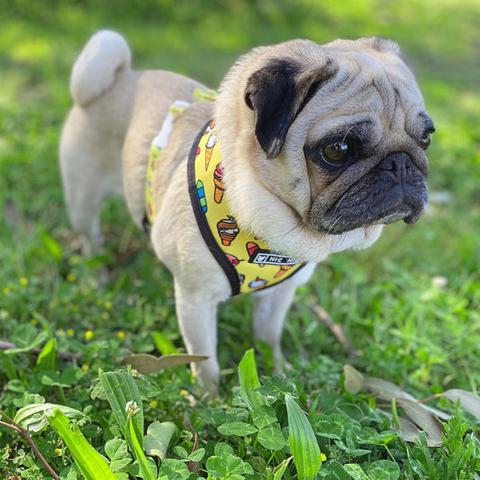 A fawn female pug wearing a ice-cream cone print motif on a yellow background polyester harness and lead with sturdy plastic rings, clips and lead fastener, a breathable mesh lining standing in a field of green grass