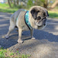 A fawn male pug wearing a palm tree leaf print motif on a pale green background polyester harness and lead with sturdy plastic rings, clips and lead fastener, a breathable mesh lining standing on a bitumen path