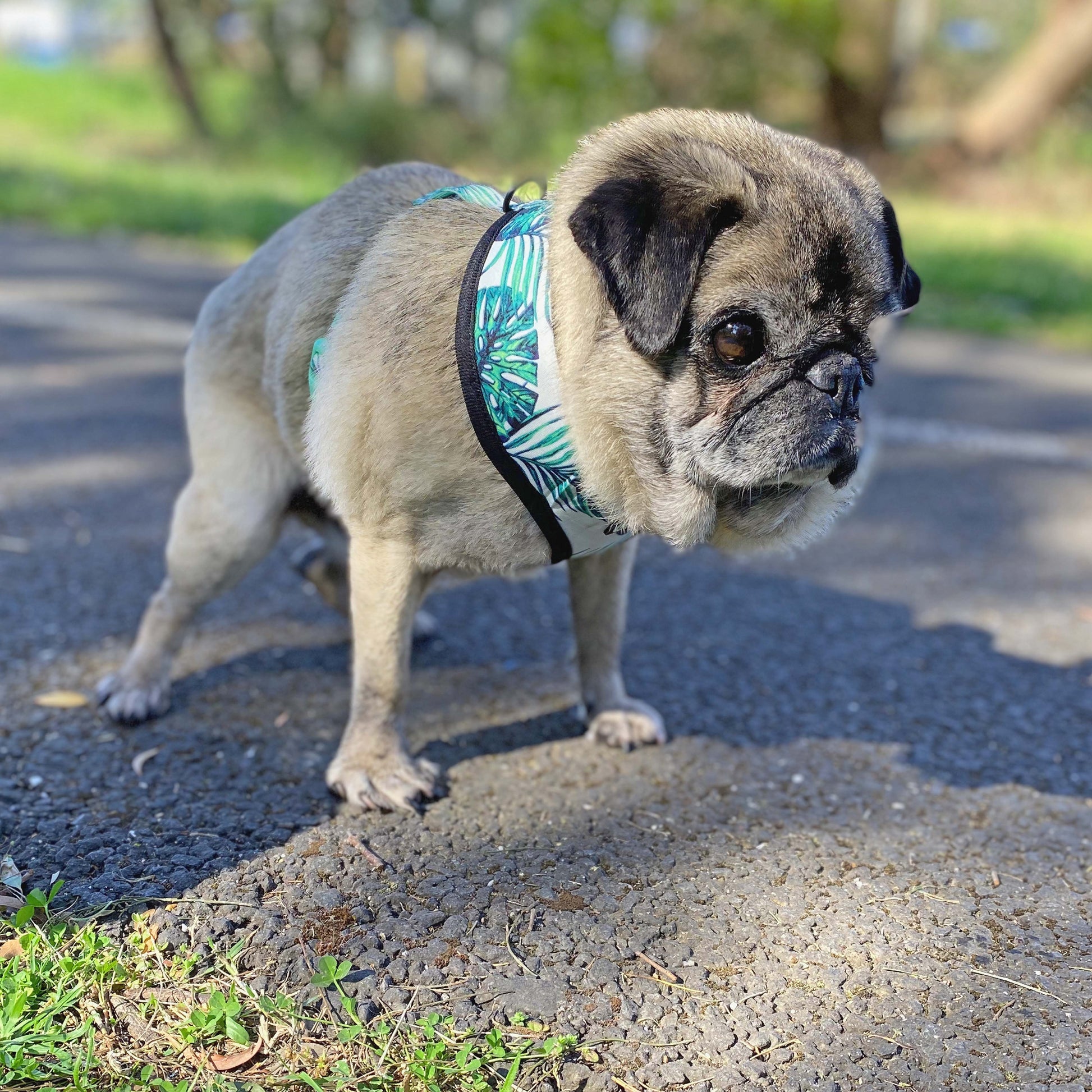 A fawn male pug wearing a palm tree leaf print motif on a pale green background polyester harness and lead with sturdy plastic rings, clips and lead fastener, a breathable mesh lining standing on a bitumen path