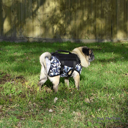 A fawn male pug wearing a blue camouflage t-shirt under a black high-strength nylon tactical harness standing on green grass in a park