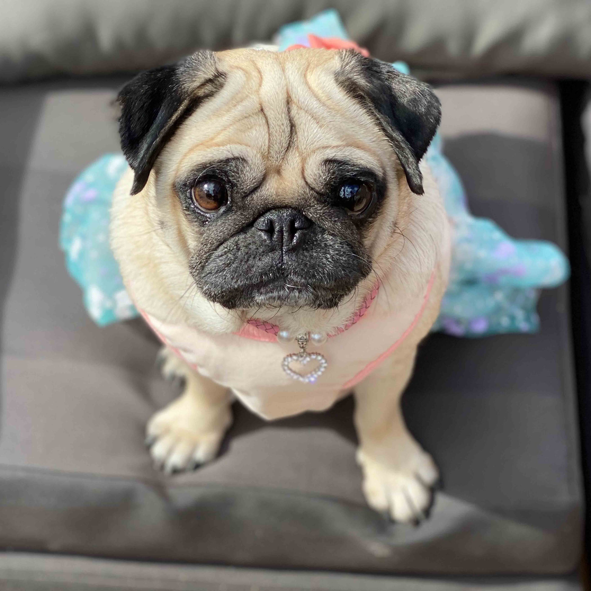 A fawn female pug wearing a Pink Leather Pug Necklace with Rhinestone Heart