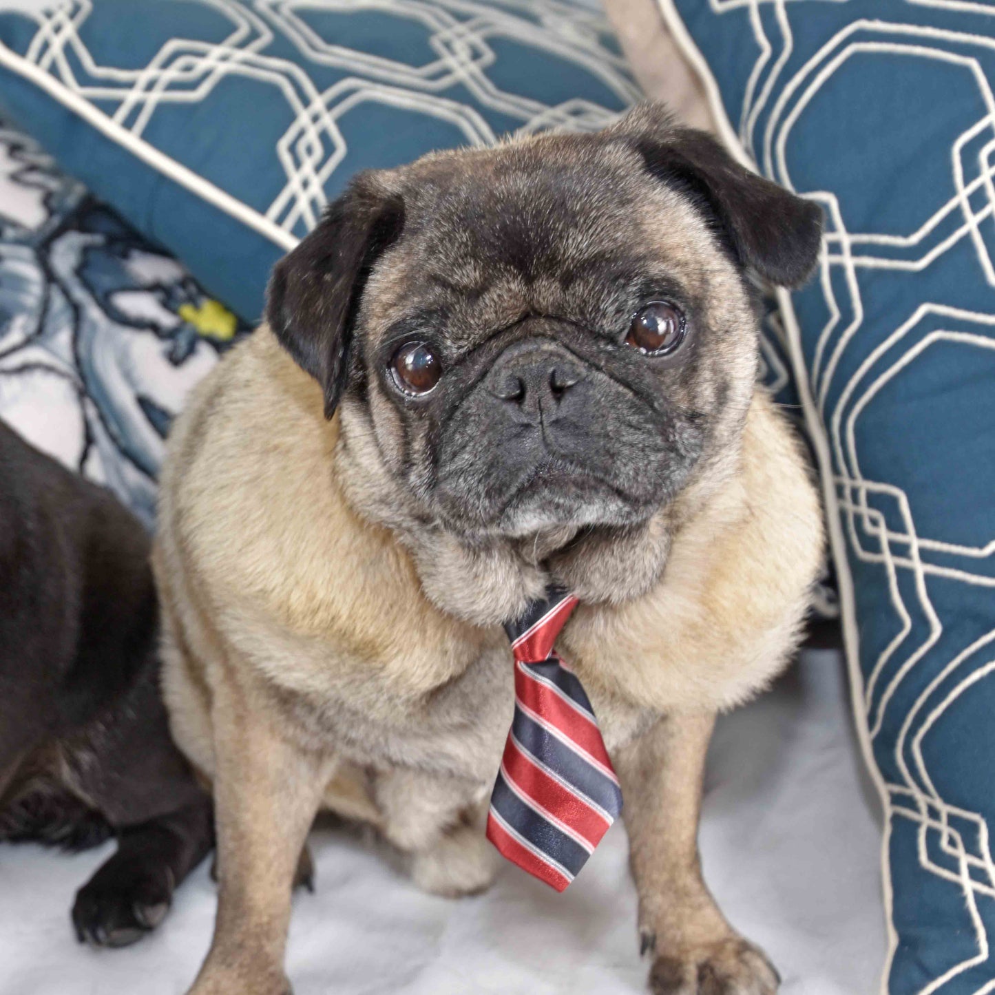 A fawn pug wearing a blue and red stripe necktie