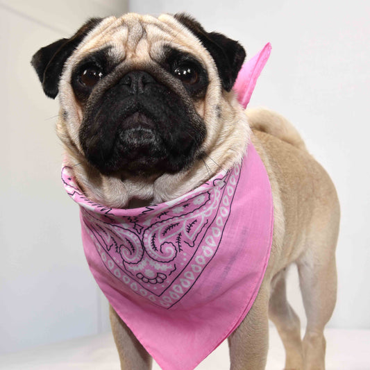 A fawn male pug wearing a pink bandana