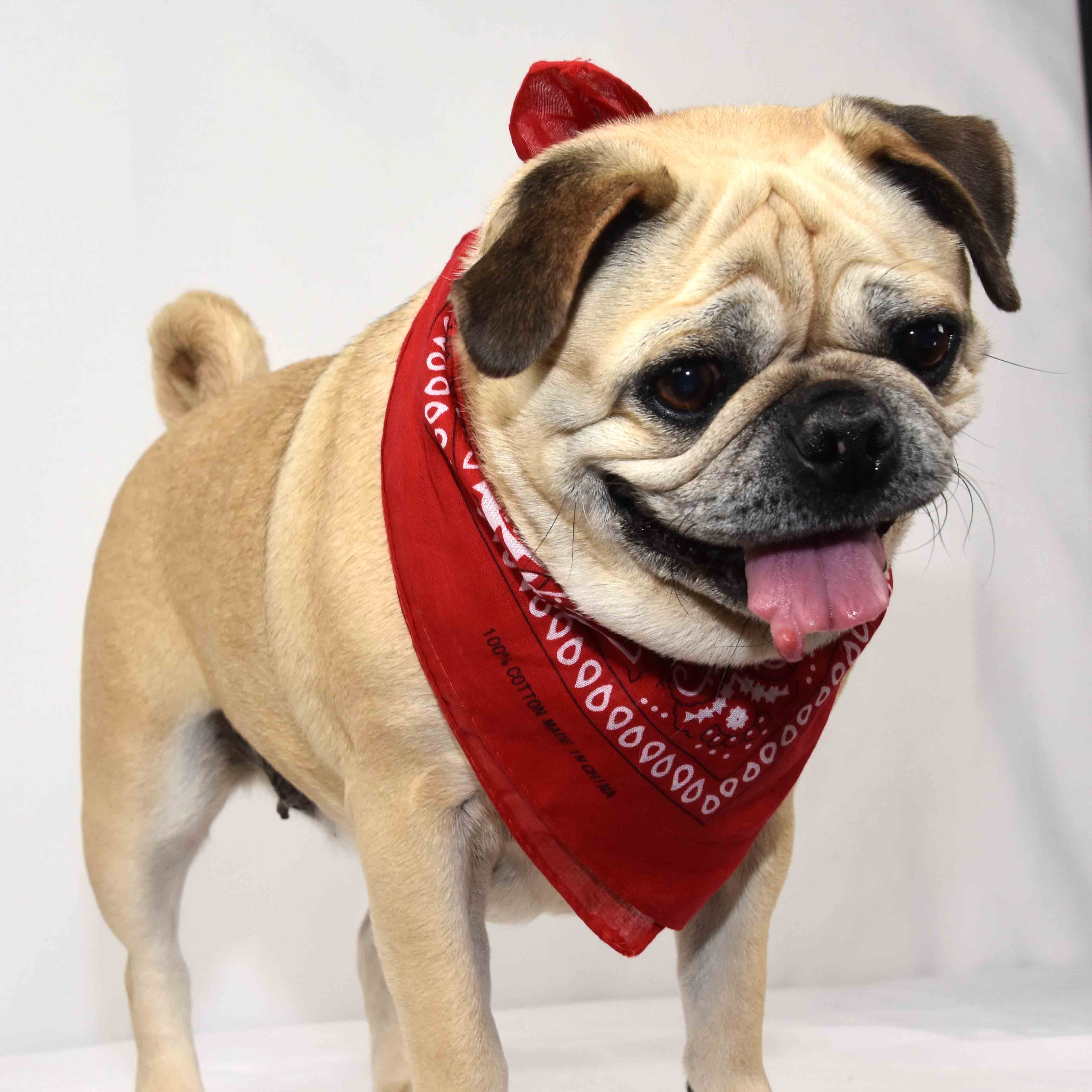 Pug bandana discount