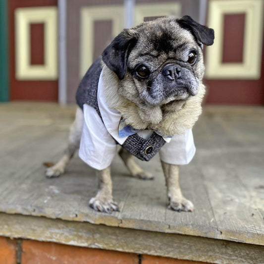 A fawn male pug wearing a White cotton Shirt and a grey cotton Vest suit