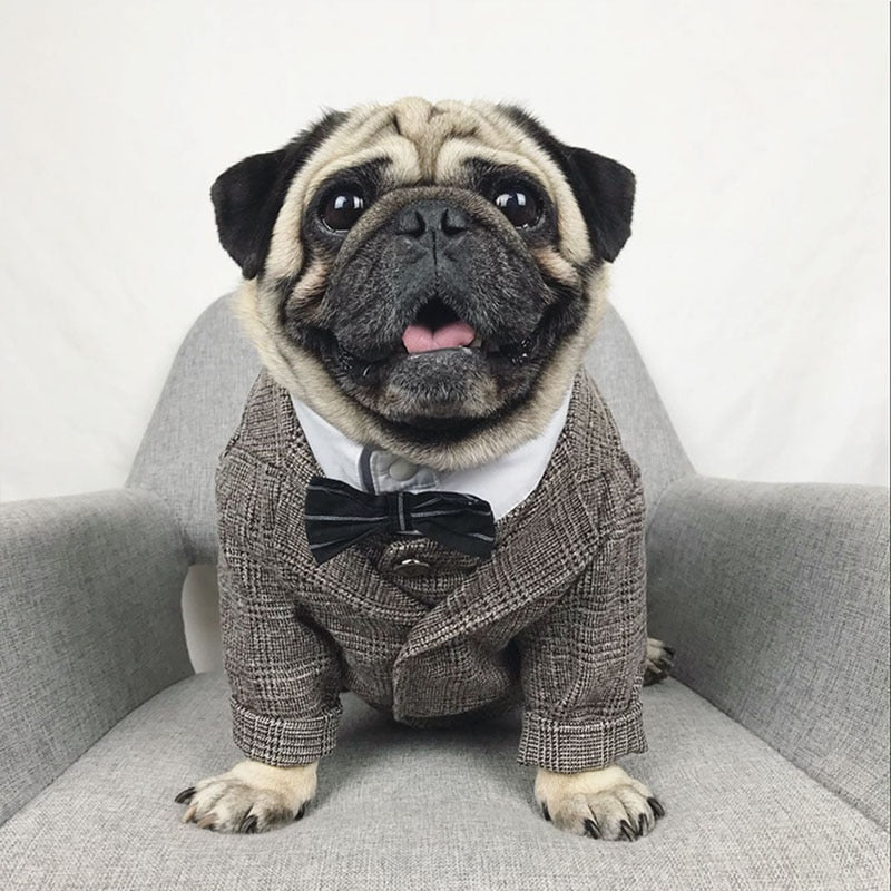 Jacket and Vest Pug Suit