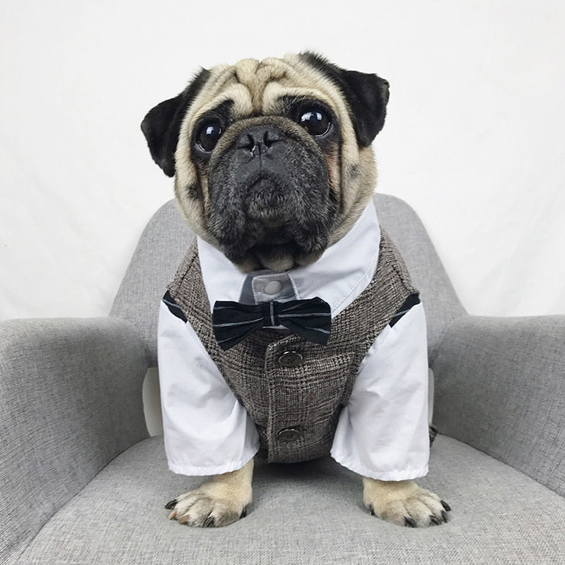 Jacket and Vest Pug Suit