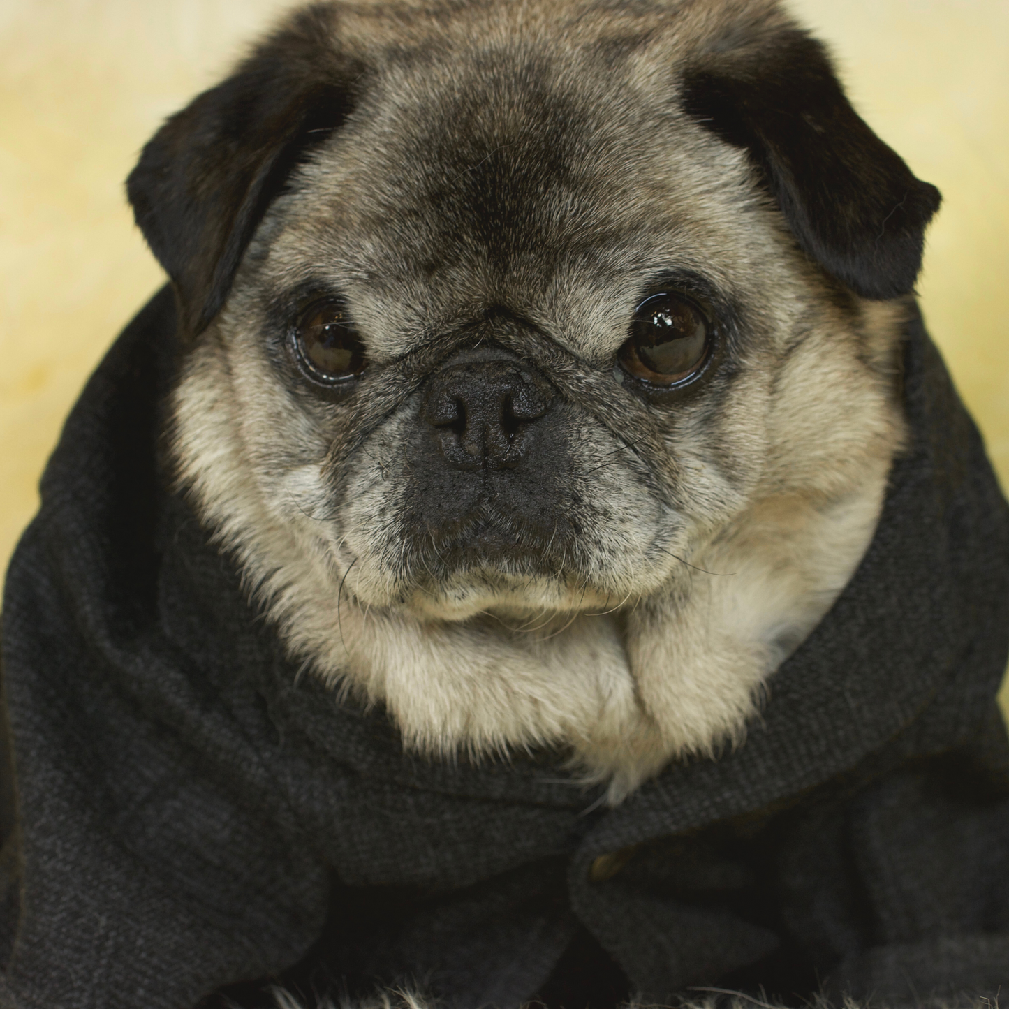 Jacket and Vest Pug Suit