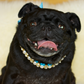 A black female pug is wearing a Aqua Jewelled Rhinestone and Pearl Necklace