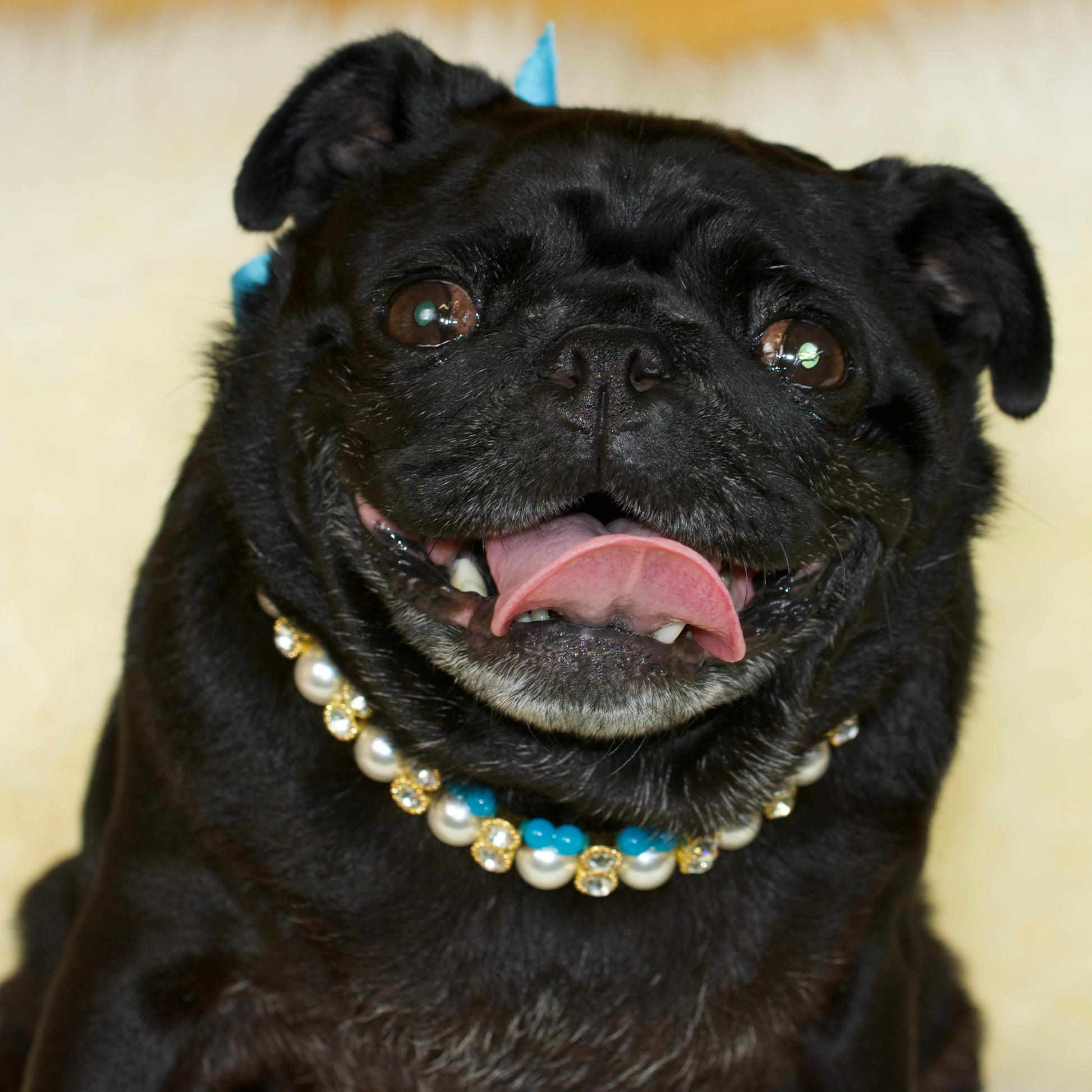 Pug with 2025 gold chain