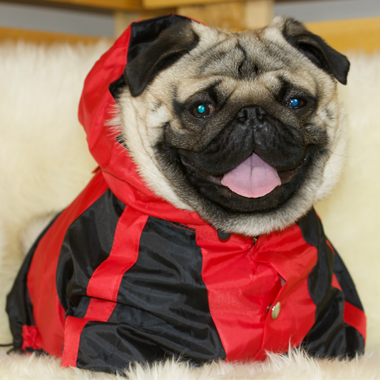 A fawn male Pug wearing a Red Jumpsuit Raincoat