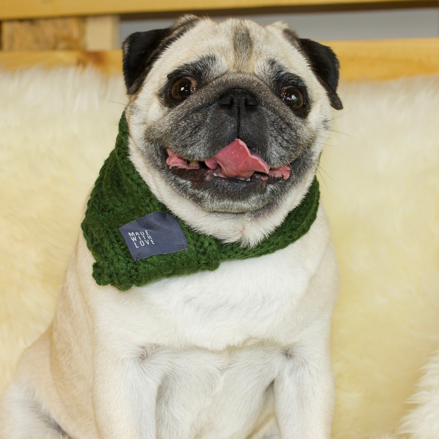 A fawn female pug in a green scarf