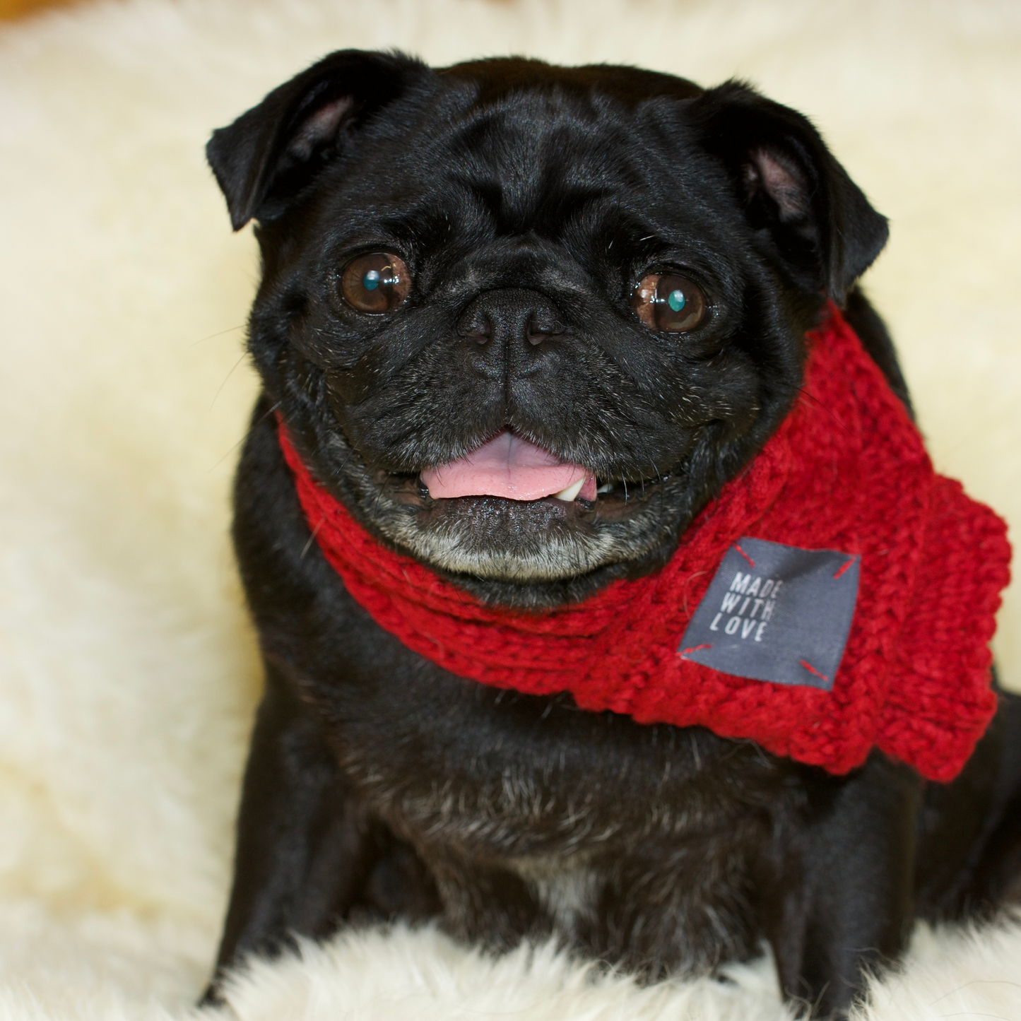 A black female pug in a red scarf
